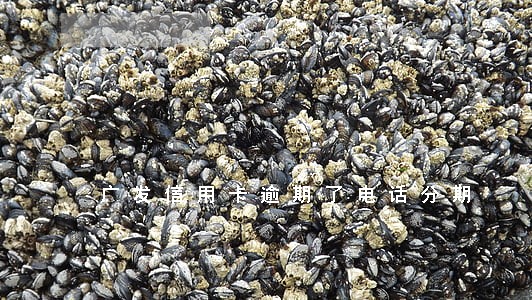 广发信用卡逾期了电话分期 广发信用卡逾期了电话分期