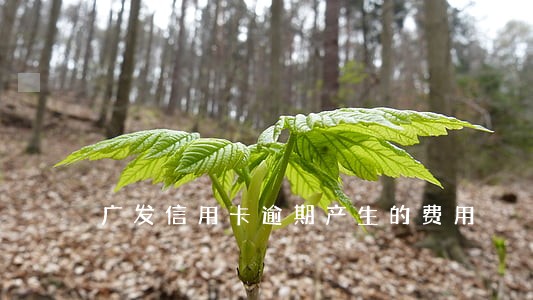广发信用卡逾期产生的费用 广发信用卡逾期产生的费用