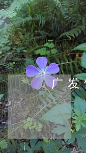 广发信用卡逾期会上户籍所在地吗 广发信用卡逾期会上户籍所在地吗