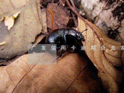 广发信用卡逾期会去家里吗