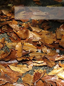 广发信用卡逾期会影响还款吗 广发信用卡逾期会影响还款吗