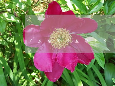 广发信用卡逾期停卡了 广发信用卡逾期停卡了