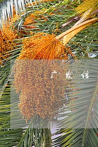 广发信用卡逾期六天已经被停用