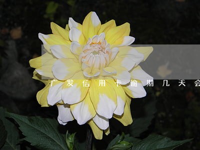 广发信用卡逾期几天会打电话 广发信用卡逾期几天会打电话