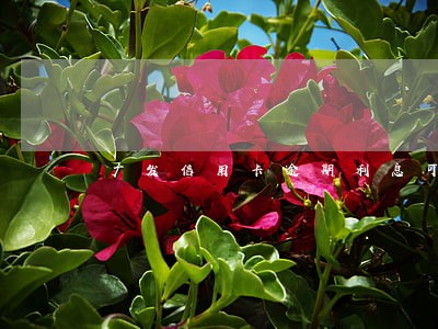 广发信用卡逾期利息可以减免 广发信用卡逾期利息可以减免