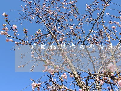 广发信用卡逾期协商还款能成功吗 广发信用卡逾期协商还款能成功吗