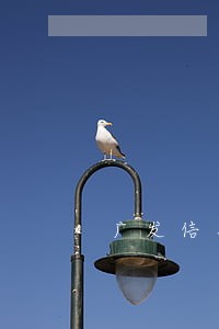 广发信用卡逾期可以免息吗 广发信用卡逾期可以免息吗