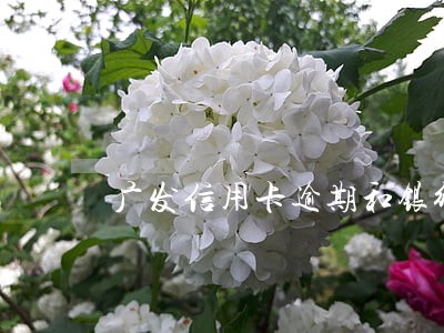 广发信用卡逾期和银行协商成功 广发信用卡逾期和银行协商成功
