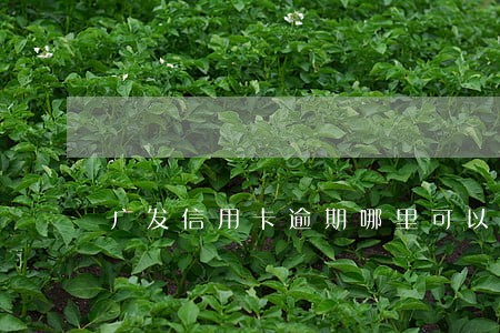 广发信用卡逾期哪里可以查