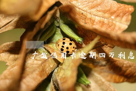 广发信用卡逾期四万利息是多少