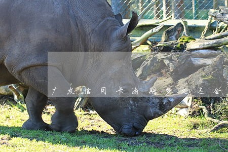 广发信用卡逾期多久还全额