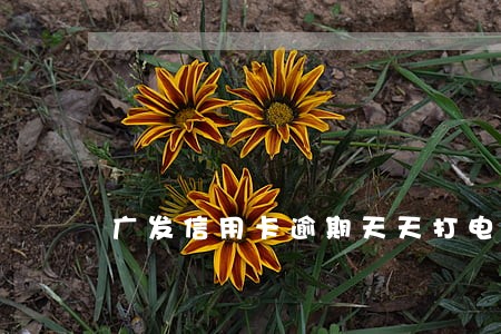 广发信用卡逾期天天打电话