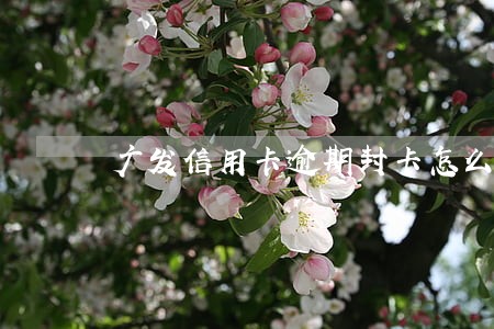 广发信用卡逾期封卡怎么办 广发信用卡逾期封卡怎么办