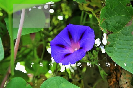 广发信用卡逾期小额13天补救