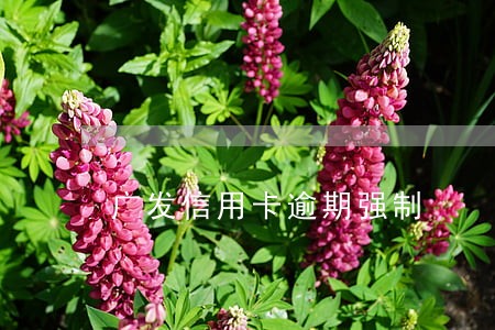 广发信用卡逾期强制 广发信用卡逾期强制