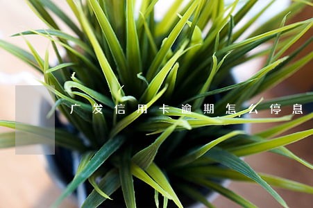 广发信用卡逾期怎么停息 广发信用卡逾期怎么停息