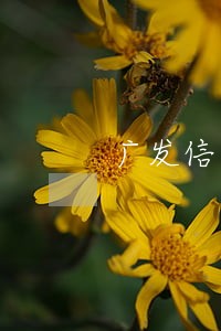 广发信用卡逾期报警 广发信用卡逾期报警