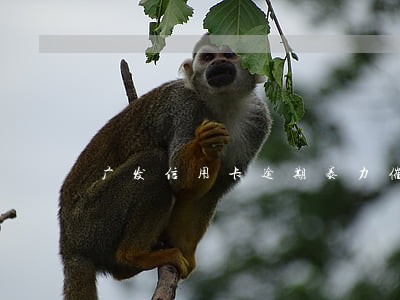 广发信用卡逾期暴力催收