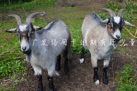 广发信用卡逾期有还少量 广发信用卡逾期有还少量