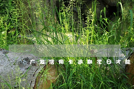 广发信用卡逾期次日才能使用 广发信用卡逾期次日才能使用