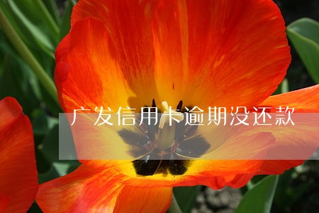 广发信用卡逾期没还款