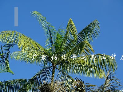 广发信用卡逾期注销在申请吗