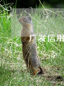 广发信用卡逾期热线 广发信用卡逾期热线