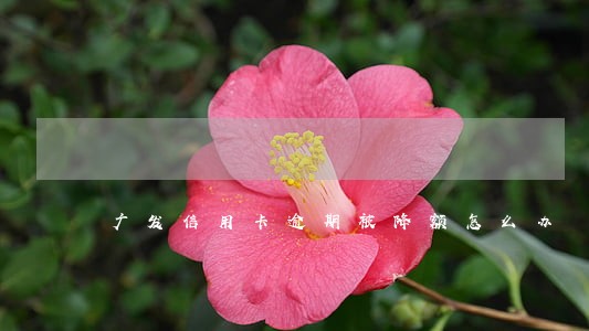 广发信用卡逾期被降额怎么办 广发信用卡逾期被降额怎么办