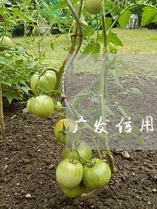 广发信用卡逾期费太高