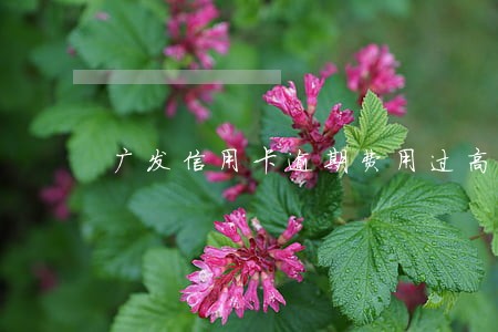 广发信用卡逾期费用过高 广发信用卡逾期费用过高