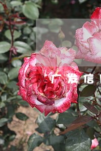 广发信用卡逾期起诉率 广发信用卡逾期起诉率