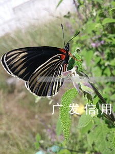 广发信用卡逾期还款扣费 广发信用卡逾期还款扣费