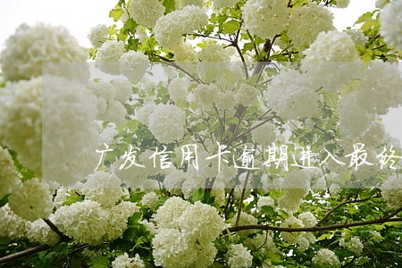广发信用卡逾期进入最终调节 广发信用卡逾期进入最终调节