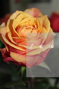 广发信用逾期5天 广发信用逾期5天
