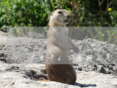 广发卡6万逾期三月 广发卡6万逾期三月