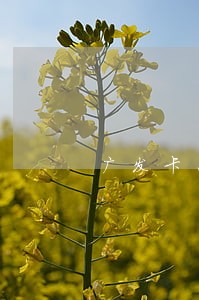 广发卡怎么算逾期6 广发卡怎么算逾期6