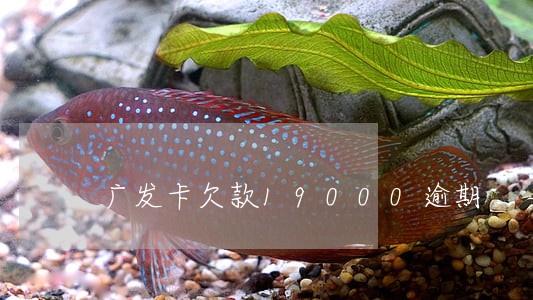 广发卡欠款19000逾期 广发卡欠款19000逾期