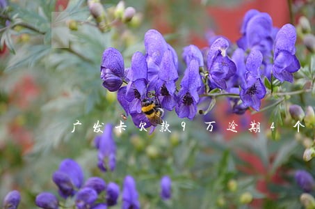 广发卡欠款9万逾期4个月 广发卡欠款9万逾期4个月