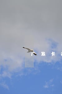 广发卡逾期5天就停卡