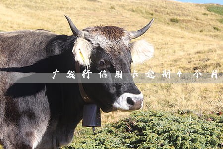 广发行信用卡逾期4个月 广发行信用卡逾期4个月