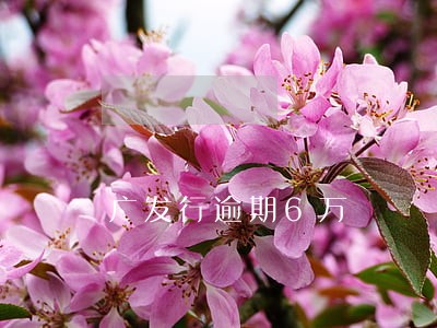 广发行逾期6万 广发行逾期6万