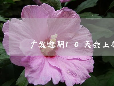 广发逾期10天会上征信吗 广发逾期10天会上征信吗