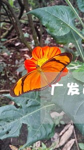 广发逾期12000
