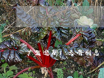广发逾期1天有利息 广发逾期1天有利息