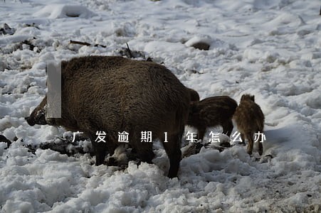 广发逾期1年怎么办 广发逾期1年怎么办