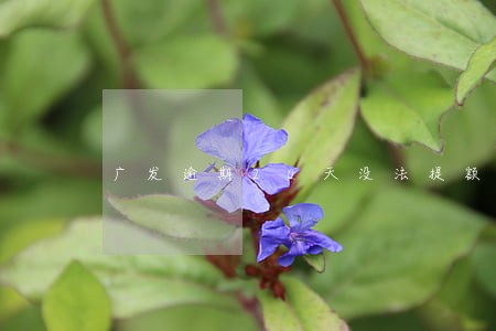 广发逾期20天没法提额 广发逾期20天没法提额