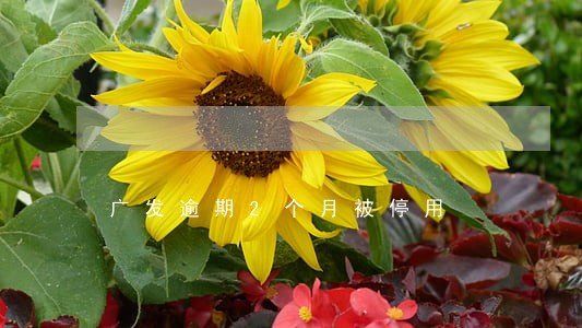 广发逾期2个月被停用 广发逾期2个月被停用
