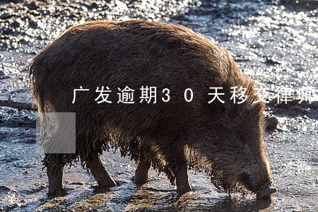 广发逾期30天移交律师 广发逾期30天移交律师