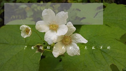 广发逾期4天利息怎么算的 广发逾期4天利息怎么算的
