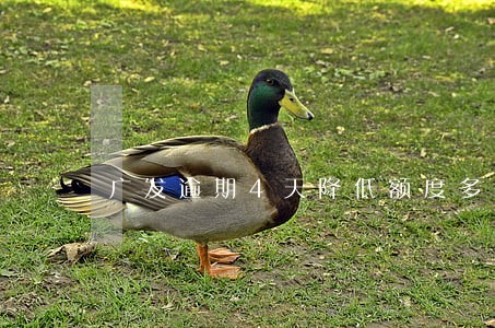 广发逾期4天降低额度多少 广发逾期4天降低额度多少